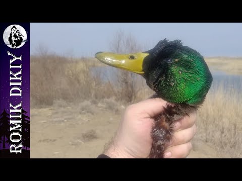 Видео: Топарские озёра (Орловка). Март 2025г.