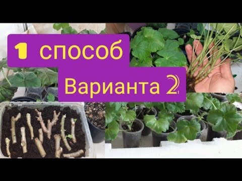 Видео: Горизонтальное укоренение пеларгонии/два варианта/