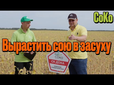 Видео: СоКо Как вырастить сою в засуху? Легко! Так сказал Селекционер СоКо