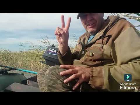 Видео: Шакай, сентябрь 2025 год