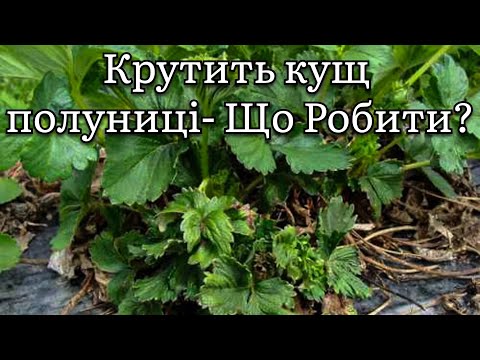 Видео: Чому КРУТИТЬ кущ?Загадкова хвороба полуниці.Нематода чи щось ІНШЕ?