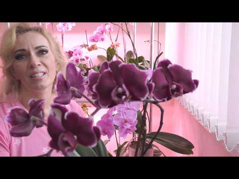 Видео: БРАВО 💖 моим орхидеям! КАМЕННАЯ РОЗА И АНТУРА МЕМФИС!🌺