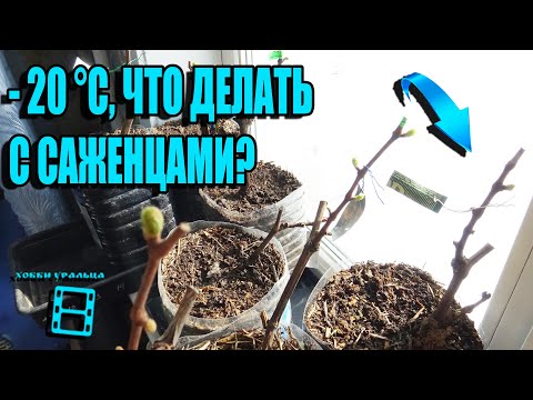 Видео: ПОСАДКА САЖЕНЦЕВ ВИНОГРАДА В КОНТЕЙНЕРЫ - УВЕЛИЧЕНИЕ ПЕРИОДА РОСТА. СЕВЕРНЫЙ ВИНОГРАДНИК 1-21