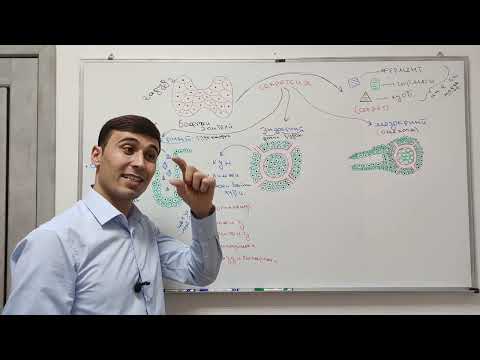 Видео: системаи эндокрини. Гадуд.