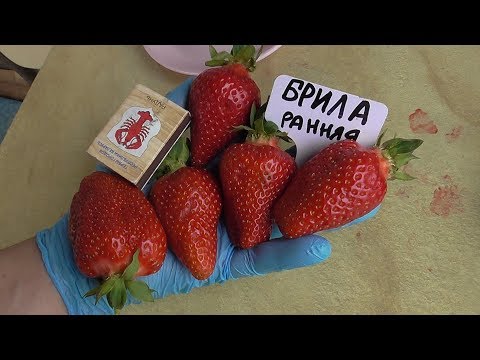 Видео: БРИЛА . Итальянский сорт клубники с красивой, удлиненной ягодой. / 08.06.19.