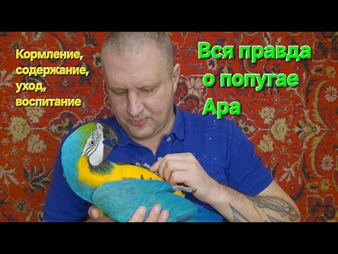 Видео: ВСЯ ПРАВДА О ПОПУГАЕ АРА