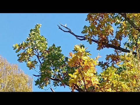 Видео: Сегодня было 28 , а завтра 11, а ночью 4. Нормально? Тверская область.