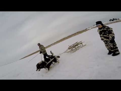 Видео: Налим на стук! Бог любит троицу!