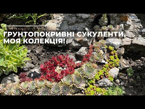 Видео: Грунтопокривні СУКУЛЕНТИ, моя колекція!