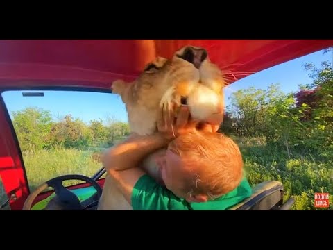 Видео: Львица просто НАБРОСИЛАСЬ НА НАС от радости!