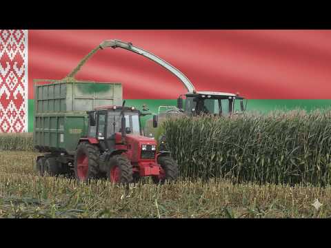 Видео: CLAAS Jaguar 870:  Уборка Кукурузы на Силос в Беларуси |