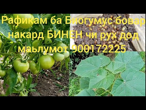 Видео: Рафикам ба Биогумус бовар накард БИНЕН чи рух дод маьлумот 900172225