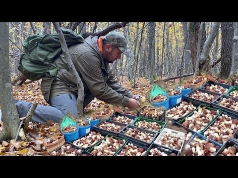 Видео: Первозданный лес!! Грибные плантации! Гигантские шампиньоны в листе