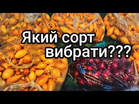 Видео: Кращі голландські сорти цибулі /// Як уникнути стрілкування?
