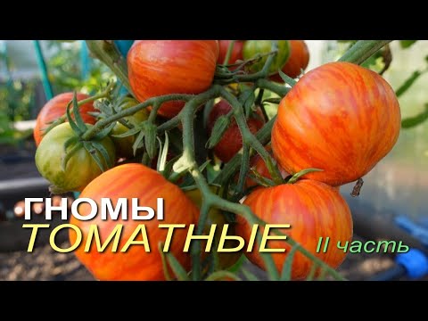 Видео: Обзор сортов ТОМАТОВ-ГНОМОВ! II часть