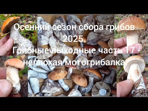 Видео: Осенний сезон сбора грибов 2025 ( грибные выходные часть 17) 