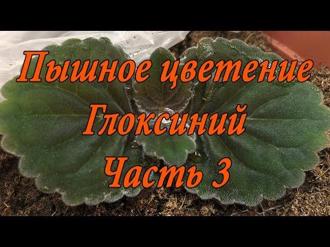 Видео: Пышное цветение Глоксиний. Часть 3