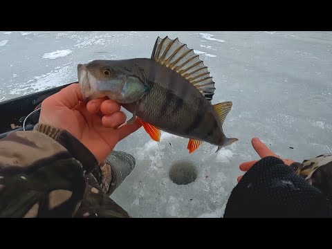 Видео: МУЖИКИ В ШОКЕ!!! Я ТАСКАЮ А У НИХ НЕ КЛЮЁТ! ПОПАЛ В ЛУНКУ НА ГОРБАЧЕЙ Зимняя рыбалка 2023