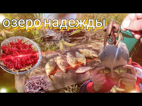 Видео: КРУПНЫЕ КАРАСИ ЛОМАЮТ КАМЫШИ И РВУТ ЛЕСКИ!!! ЭТО НЕ РЫБАЛКА А ЖОР КАКОЙ ТО!!! ТРОФЕЙНАЯ РЫБАЛКА С BO