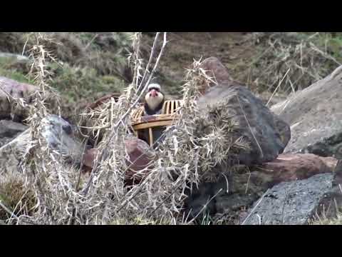 Видео: Keklik Avı (Bağlı) - الحجل طائر - куропатка - partridge