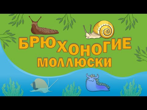 Видео: Брюхоногие моллюски: эволюция и многообразие | Познавательное видео |Удивительный мир беспозвоночных