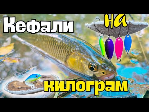 Видео: ПЕРФЕКТНИ УСЛОВИЯ НА РЕКА ЛУДА КАМЧИЯ!! СИЛЕН ЕСЕНЕН РИБОЛОВ НА КЕФАЛИ!!