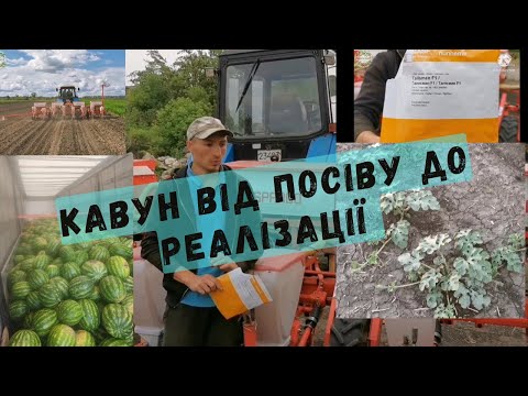 Видео: Вирощування кавуна . З насіння до реалізації .