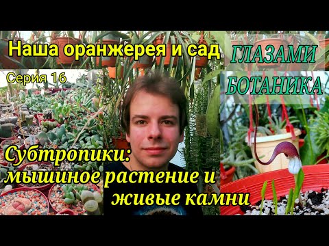 Видео: Наша оранжерея и сад — Серия 16 — Субтропики: аризарум, ароидные, орхидеи, кактусы и живые камни