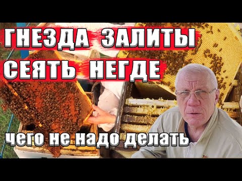 Видео: Пчелы ЗАЛИЛИ гнездо медом. Негде сеять. Качать мед с гнезд или нет?