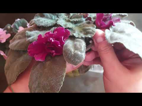 Видео: Как удалять листья у фиалки (сенполии). Нужно ли обрывать листья у фиалки 