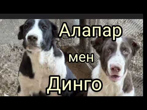 Видео: Алапар мен Динго | Шерхан Мұртаза | әңгіме | #аудиокітап 