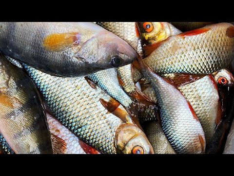 Видео: ДВОЕ СУТОК ПРОЛЕТЕЛИ КАК МГНОВЕНЬЕ! БАНЯ В ЛЕСУ! рыбалка с лодки на зимнюю удочку