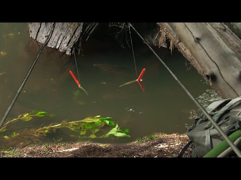 Видео: Рыбачу в СТАРОМ РУЧЬЕ, поймал ведро рыбы!