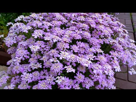 Видео: ПОСЕЙТЕ ЭТОТ ЦВЕТОК СРАЗУ В ГРУНТ и ЛЮБУЙТЕСЬ ЦВЕТЕНИЕМ ВСЕ ЛЕТО  в САДУ! Цветы без рассады.