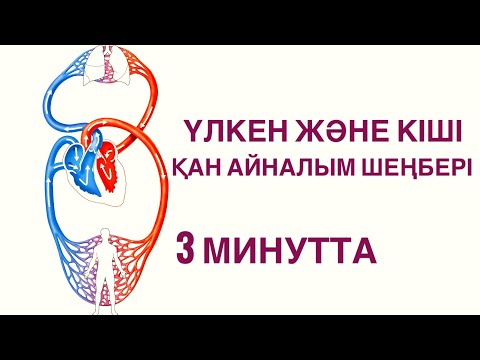 Видео: ҮЛКЕН ЖӘНЕ КІШІ ҚАН АЙНАЛЫМ ШЕҢБЕРІ  | ҚҰРЫЛЫСЫ | ҚЫЗМЕТІ | ҚАЗАҚША