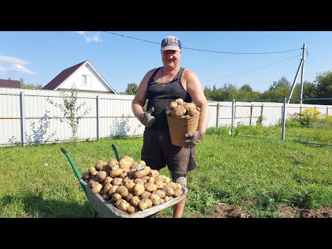 Видео: ЧТО ВЫРОСЛО ИЗ КАРТОШКИ КУПЛЕННОЙ В "ПЯТЁРОЧКЕ"!  08.09.2025 ГОД.