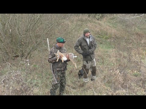 Видео: ОХОТА НА ЗАЙЦА И ЛИСУ !!!!! ПАШТЭТ ИЗ ЗАЙОНЦА!!!!