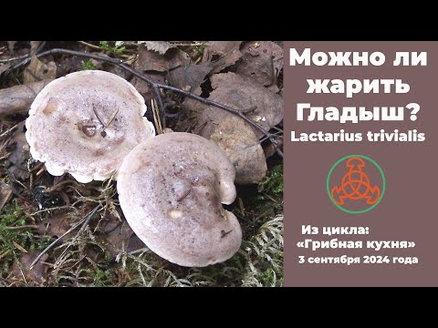 Видео: Можно ли жарить Гладыш? Lactarius trivialis. Грибная кухня .3 сентября 2024 года