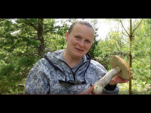 Видео: Грибная разведка 26 августа 2023. Приозерский район
