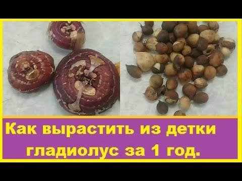 Видео: Как я выращиваю из деток гладиолусы за 1 год.