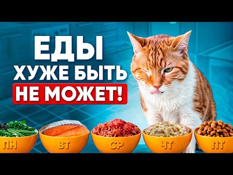 Видео: Худший рацион питания для кошек, который только можно представить
