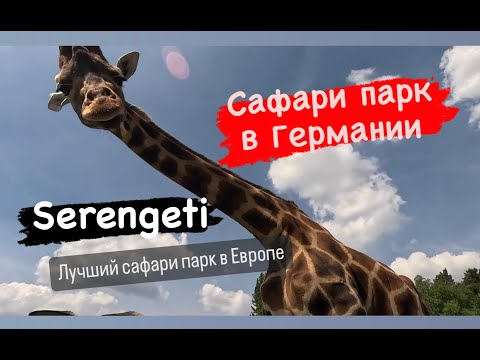 Видео: Сафари парк в Германии/ Serengeti-park /Серенгети парк Германия/ПаркБгде можго кормить жирафов