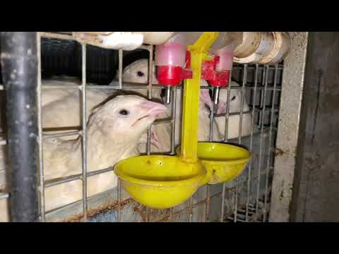 Видео: Шок!!! Крысы совершают набеги в перепелятник. Оставляем Белый Гигант и Техасский Бройлерный перепел.