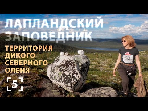Видео: Где живет северный олень? Лапландский заповедник (English subtitles)