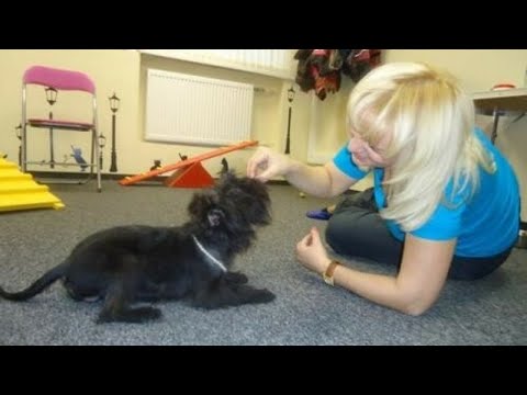 Видео: Собака-кусака 14.