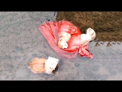 Видео: В холодной воде голоса котят постепенно становились тише.