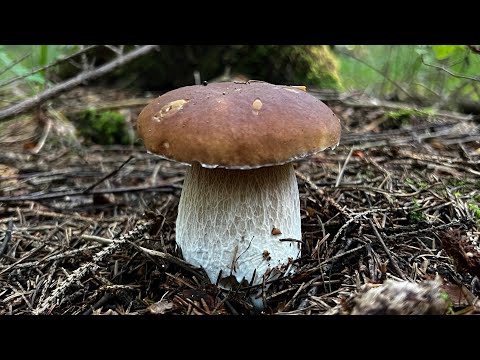 Видео: БУХ !!! БЕЛЫЕ ГРИБЫ ПОШЛИ ЕЛОВЫЕ !!! УРА !!! Грибы 2024 !