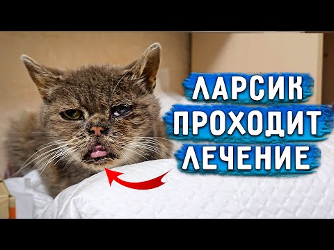 Видео: Ларсик лежачий, но через 3 дня как удивил. Сернышьяны чудят, очень ищут дом. Пушок, Айза и Вилли.