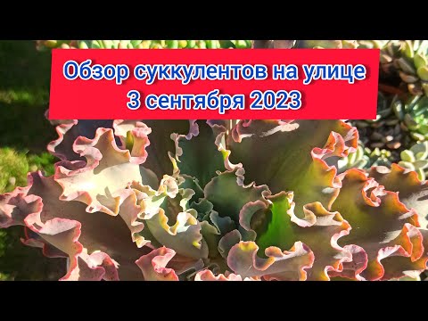 Видео: Обзор суккулентов на улице. 3 сентября 2023