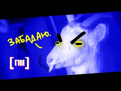 Видео: ЗУБЫ НА КОВЁР (ПОСЛЫШАЛОСЬ)